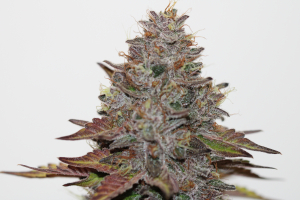 An image of Sour Strawberry Pie