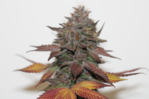An image of Sour Strawberry Pie