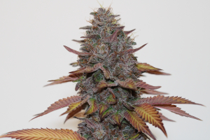 An image of Sour Strawberry Pie