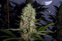 An image of Ceres Skunk