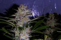 An image of Ceres Skunk