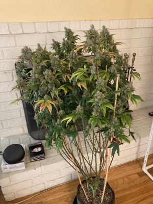 B.T.Y OG's picture by Mr_Lemon
