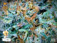 An image of Crown OG