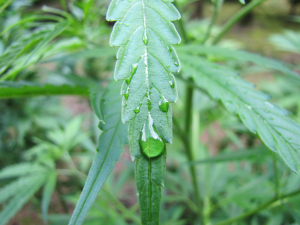 Erdbeer's picture by 25organics