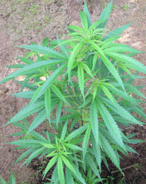 Erdbeer's picture by 25organics