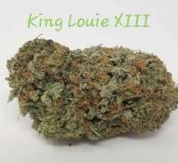 An image of King Louis XIII