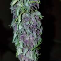 An image of Las Vegas Purple Kush