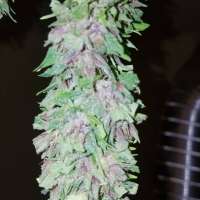 An image of Las Vegas Purple Kush