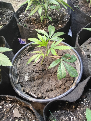 Image #11112553915165575