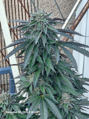 An image of Perzimmon