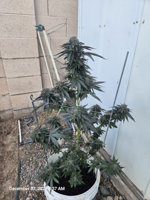 An image of Perzimmon