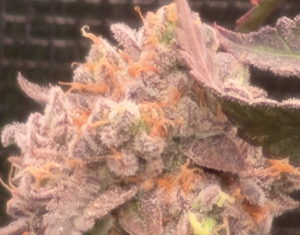 Image #31012651671167834