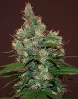 An image of Sour Turbo Diesel