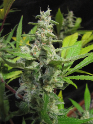 Cannalope Haze's picture by 25organics