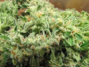 Cannalope Haze's picture by 25organics