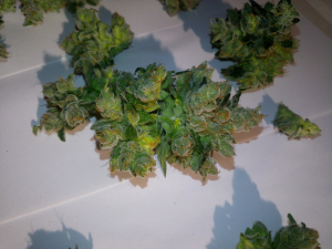 Image #27102516532528577