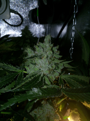 Image #27102524328967754