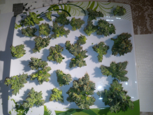 Image #27102525810405385