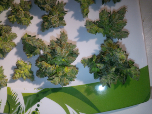 Image #27102559386944330