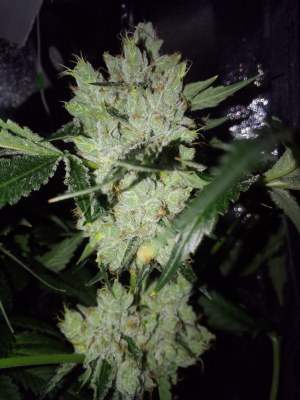 Image #27102576805838273