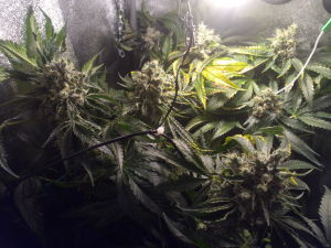 Image #27102588554503466