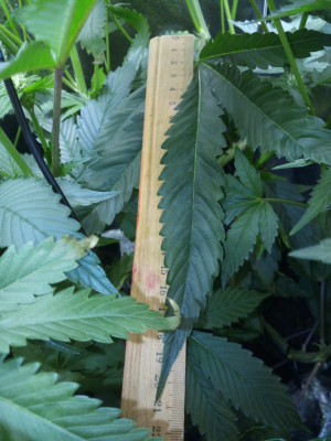 Image #27102598916071515