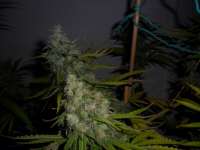 An image of Kandy Skunk