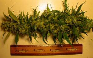 Lemon OG Kush's picture by Mr_Lemon