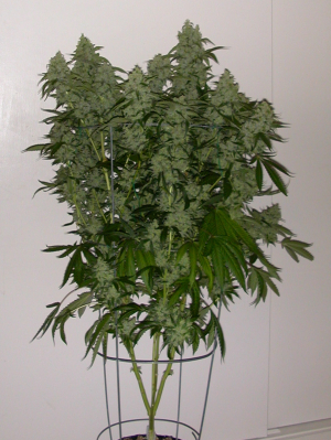Lemon OG Kush's picture by Mr_Lemon