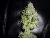 An image of Sour Secret