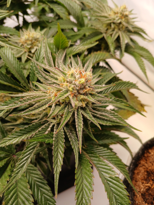 An image of Simbiote