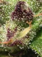 An image of Critical Jack Herer Auto