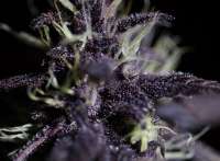 An image of Dark Purple Auto