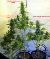 An image of Amnesia XXL Autoflowering