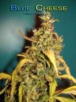 An image of Blue Cheese Autoflowering