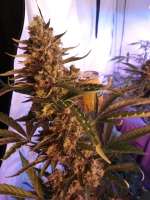 An image of Blue Cheese Autoflowering