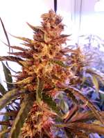 An image of Blue Cheese Autoflowering