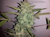 An image of Cheese Autoflowering