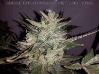 An image of Cheese Autoflowering