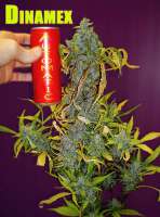 An image of Dinamex Autoflowering