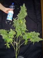 An image of Haze XXL Autoflowering