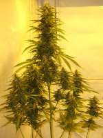 An image of Haze XXL Autoflowering