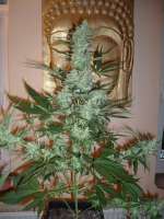 An image of Moby Dick Autoflowering