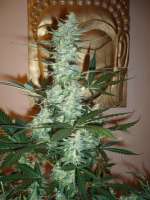 An image of Moby Dick Autoflowering