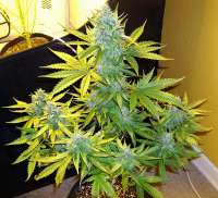 An image of Moby Dick XXL Autoflowering