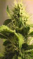 An image of Power Kush