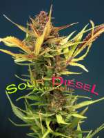 An image of Sour Diesel Autoflowering