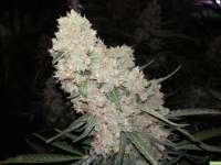 An image of Sour Diesel Autoflowering