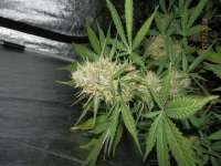 An image of White Widow Autoflowering