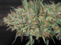 An image of White Widow Autoflowering